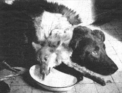 В лаборатории Владимира Демихова было создано более двадцати двухголовых собак