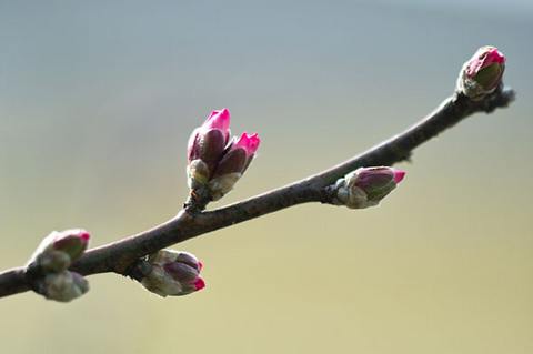  Распускающиеся цветы миндаля говорят о приближении весны. Фото (Creative Commons license): halfrain  
