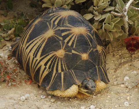 Черепахи с Мадагаскара стоят на черном рынке тысячи долларов