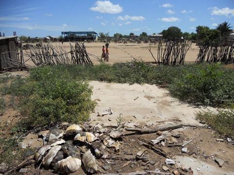 В городах Мадагаскара повсюду валяются пустые черепашьи панцири  