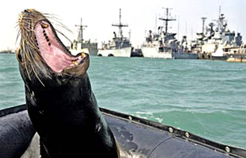 На охране американской военно-морской базы – «противодиверсионный» калифорнийский морской лев.  Фото с сайта www.navy.mil