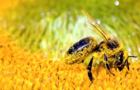 Маленький труженик. От пчёл зависят все сельскохозяйственные культуры, цветы которых выделяют нектар. Без них мы можем лишиться овощей, фруктов, а также молока и мяса  Фото: AFP