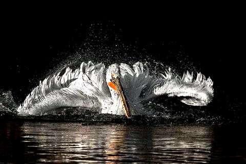 Кудрявый пеликан охотится за рыбой