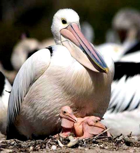 В «Меотиде» зафиксирован рекорд рождаемости пеликанов. Обычно одна пара высиживает три яйца, а тут – четыре  