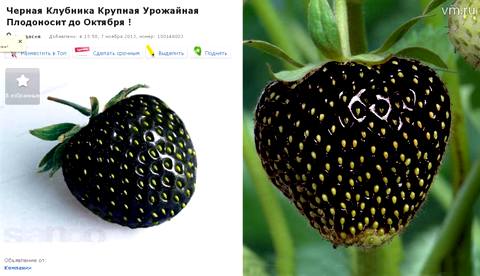 На левом фото объявление о продаже семян несуществующей черной клубники. На правом – обычная красная ягода, которую для эксперимента мы перекрасили в черный цвет  Фото: Михаил Воробьев, «Вечерняя Москва»