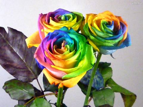 Радужные розы существуют, но получают их только в результате искусственного окрашивания