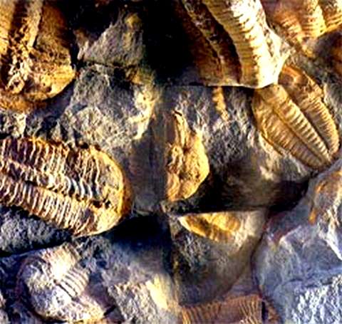 Трилобиты, прожив на Земле 300 млн лет, полностью исчезли к концу палеозоя (Национальный музей, Прага, Чехия).Фото:SHUTTERSTOCK