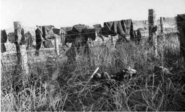 Наутро после массового побега австралийцы увидели повсеместно валяющиеся трупы японцев вдоль проволочных заграждений, на которых висели шинели и одеяла...