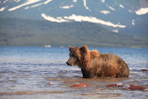 Медведь, охотящийся за нерестящимся лососем