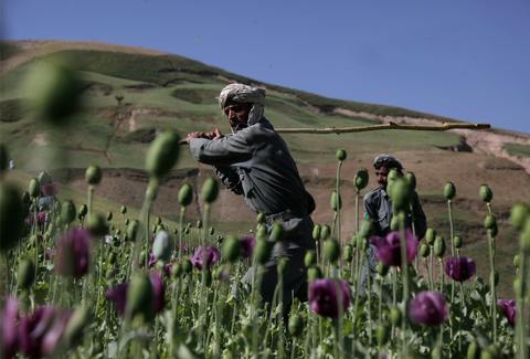 Афганская милиция пытается уничтожить нелегально выращиваемый опиум в провинции Бадахшан, Афганистан.  (AP Photo/Julie Jacobson)