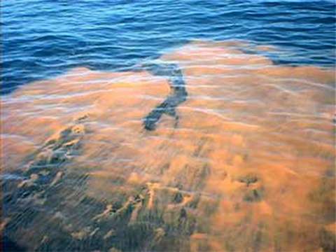 «Красный прилив» в заливе у берегов Мехико. Фото: NOAA