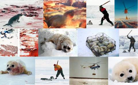 В России охоту на детенышей гренландского тюленя – бельков запретили в марте 2009 год