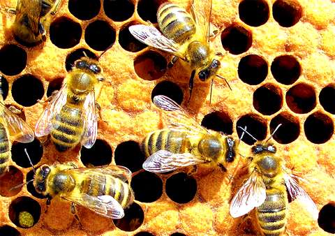 Ученые раскрыли тайну повального исчезновения пчёл на планете