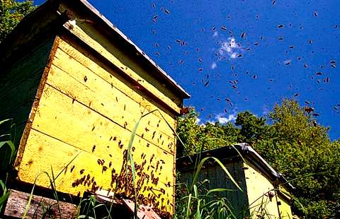 Ученые раскрыли тайну повального исчезновения пчёл на планете