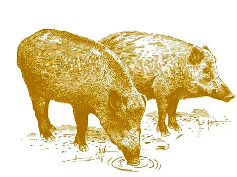 За одну дикую свинью перекупщик дичи заплатит охотнику 2 млн донгов (приблизительно 3000 рублей)