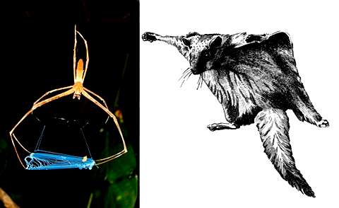 1. Паук повис на ветке над муравьиной тропой и набрасывает паутинное лассо на проходящую добычу  2. Летяги широко распространены в первичных лесах Вьетнама. Длина их планирующего полета — до 150 м. Хотя увидеть этих прыгунов непросто: они ночные животные