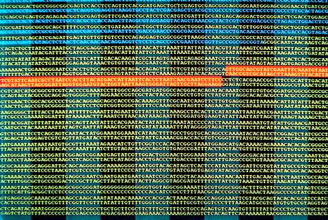 Фрагмент расшифровки генома человека