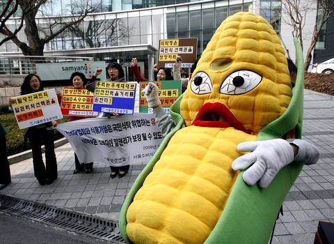«Зеленые» протестуют против ГМО