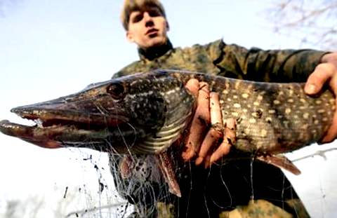 По веленью. Участник антибраконьерского рейда держит в руках щуку, найденную в браконьерских сетях в акватории Днепра