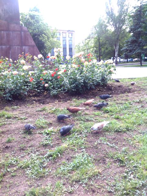 Но кормят голубей семенами и на главной улице города – у памятника Артему