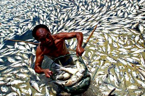 Китаец, вылавливающий мертвую рыбу в озере Гуанкиао (Ухань, область Хубэя, Центральный Китай). Причина гибели рыбы — загрязнение воды озера химикатами и аномально-жаркая погода Фото priroda.su