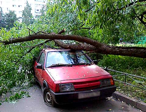 Что будет если… на автомобиль упадет дерево  