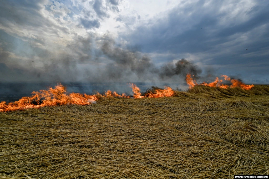 Палаюча українська пшениця на сході, 17 липня 2022 року &nbsp;