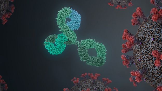 Вопросы об иммунитете к Covid-19: исчезают ли антитела и можно ли заразиться повторно