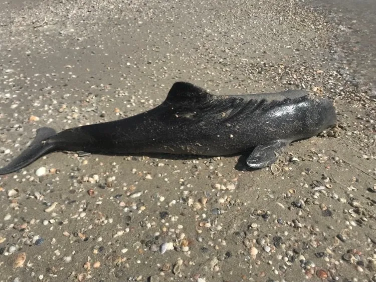 Перший знайдений мертвий дельфіна на території НПП «Тузлівські лимани» у березні 2022 року (фото Івана Плачкова) qhhiqqtiqthidzqant