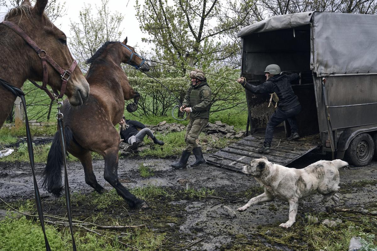 Украинские солдаты и волонтеры пытаются затащить лошадей для эвакуации. Авдеевка, 25 апреля 2023 года