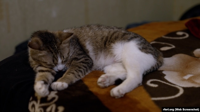 Кішка, яку прихистили українські ексзасуджені у себе вдома