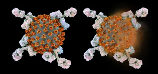 Иллюстрация показывает антитела (в форме буквы «Y»), реагирующие на инфекцию, вызванную новым коронавирусом SARS-CoV-2. Антитела связываются со специфическими антигенами, такими, как вирусные белки, помечая их для уничтожения другими иммунными клетками. На рисунке мы видим вирус неповрежденным (слева) и уже разрушенным (справа). Параметры этого процесса определяются характером иммунного ответа организма. Keystone / Kateryna Kon