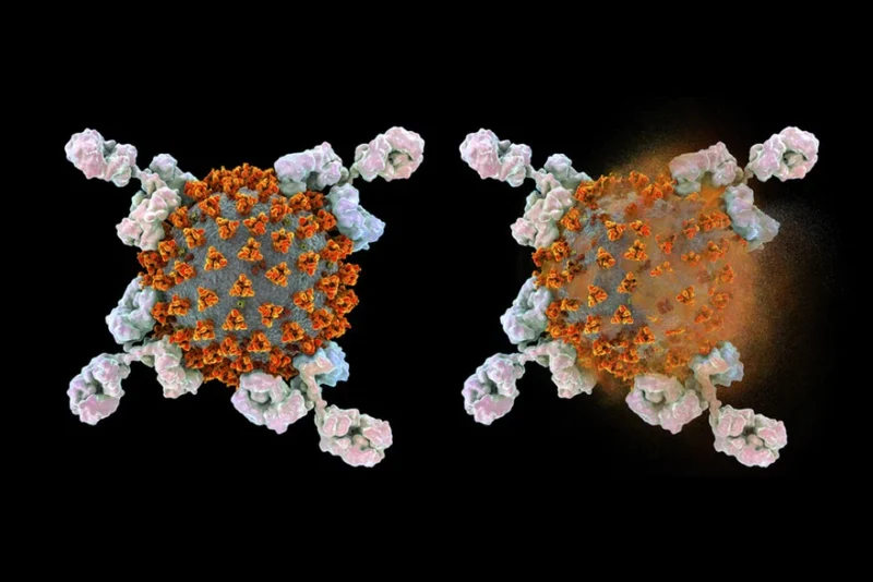 Иллюстрация показывает антитела (в форме буквы «Y»), реагирующие на инфекцию, вызванную новым коронавирусом SARS-CoV-2. Антитела связываются со специфическими антигенами, такими, как вирусные белки, помечая их для уничтожения другими иммунными клетками. На рисунке мы видим вирус неповрежденным (слева) и уже разрушенным (справа). Параметры этого процесса определяются характером иммунного ответа организма. Keystone / Kateryna Kon