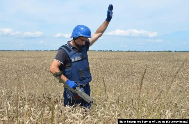 Сапер перевіряє пшеничне поле на наявність вибухівки. Чернігівщина, 29 липня