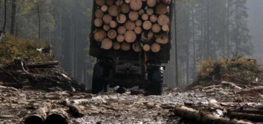 Лісова корупція. Чотири способи незаконно та безкарно вирубувати українські ліси
