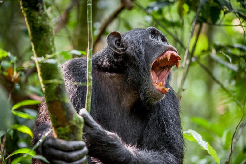 Восстание обезьян: в Уганде шимпанзе объявили людям войну