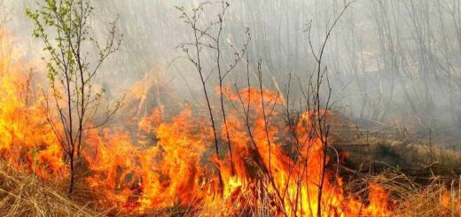 Почему Украина в огне. Наблюдение ветерана-лесовода